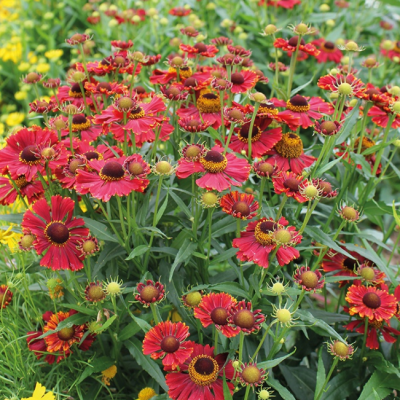 Гелениум осенний Хелена Ред Шэйдз Гелениум осенний Хелена Ред Шэйдз фото