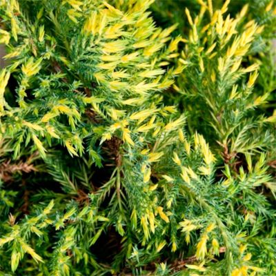 Можжевельник средний Кинг Оф Спринг, С3 Можжевельник средний Кинг Оф Спринг, С3 - Dolina-Sad.Ru