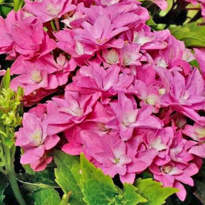 Гортензия крупнолистная Мэджикал Фарфалла, С2 Гортензия крупнолистная Мэджикал Фарфалла, С2 - Dolina-Sad.Ru