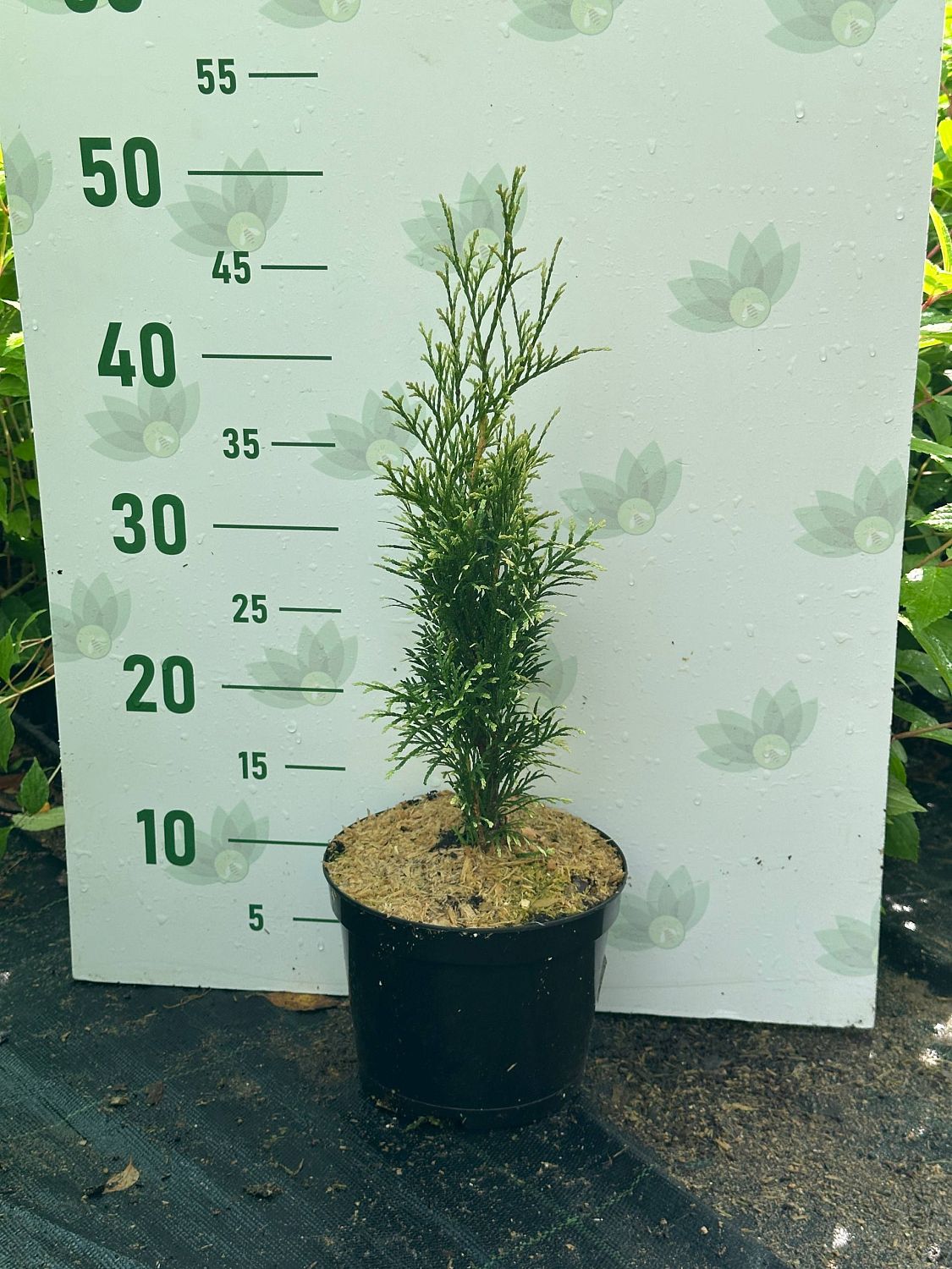 Туя западная Брайт Смарагд, С2 Туя западная Брайт Смарагд, С2 - Dolina-Sad.Ru