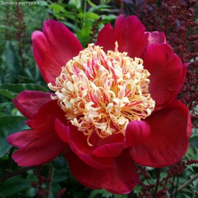 Пион Сворд данс Пион Сворд данс фото