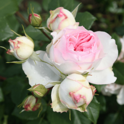 Роза Стефани Баронин цу Гуттенберг фото