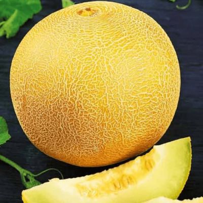 Дыня Медовый Спас (А) Дыня Медовый Спас (А) фото