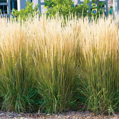 Вейник Карл Форстер Вейник Карл Форстер фото