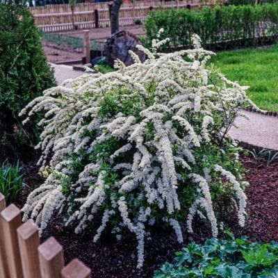 Спирея Аргута, С3 - Dolina-Sad.Ru