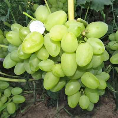 Виноград Бажена Виноград Бажена фото