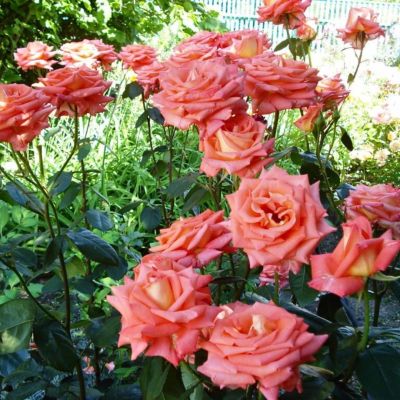 Роза Фольклор Роза Фольклор - Dolina-Sad.Ru