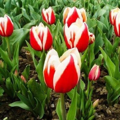 Тюльпан Фул Хаус Тюльпан Фул Хаус фото