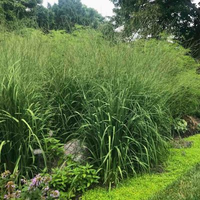 Молиния тростниковая Скайрейсер - Dolina-Sad.Ru