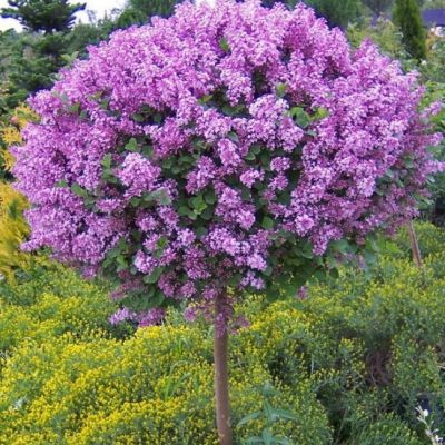 Сирень на штамбе Сенсация фото