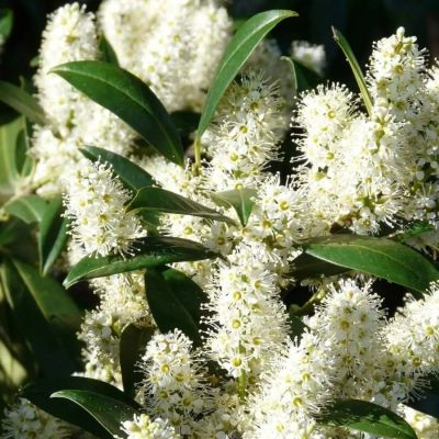 Лавровишня Забелиана Лавровишня Забелиана - Dolina-Sad.Ru