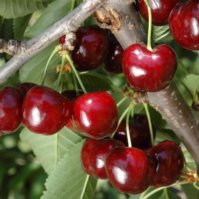 Черешня колоновидная Хелена Черешня колоновидная Хелена - Dolina-Sad.Ru