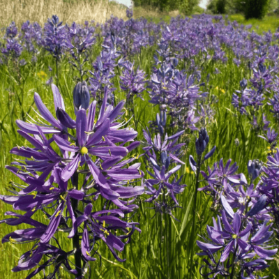 Камассия Кузика Камассия Кузика фото