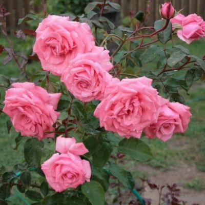 Роза Рамира Роза Рамира - Dolina-Sad.Ru