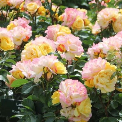 Роза Штамбовая Лампион Роза Штамбовая Лампион - Dolina-Sad.Ru