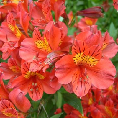 Альстромерия Марс - Dolina-Sad.Ru