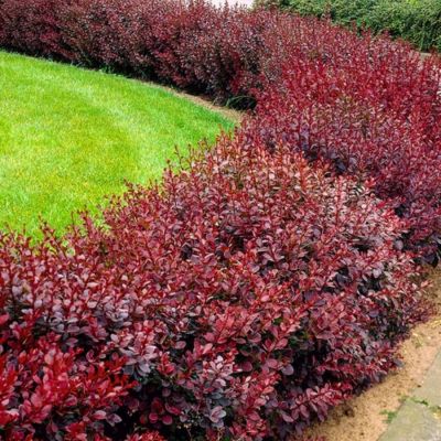 Барбарис Тунберга Атропурпуреа, С7,5 Барбарис Тунберга Атропурпуреа, С7,5 - Dolina-Sad.Ru