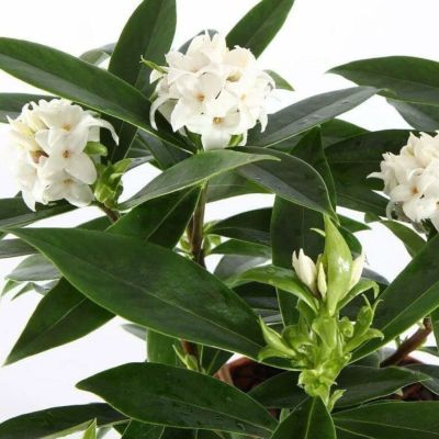 Волчеягодник душистый Пэфьюм Принцесс Уайт Волчеягодник душистый Пэфьюм Принцесс Уайт - Dolina-Sad.Ru