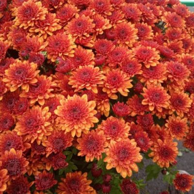 Хризантема мультифлора Джи Джи Оранж - Dolina-Sad.Ru
