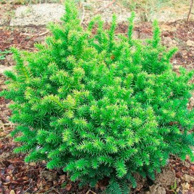 Криптомерия японская Вилмориниана Криптомерия японская Вилмориниана - Dolina-Sad.Ru