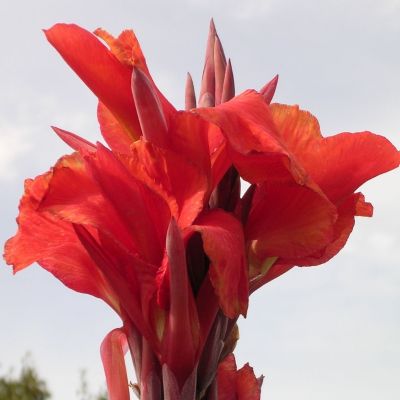 Канна Рэд Кинг Хумберт - Dolina-Sad.Ru