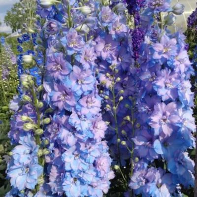 Дельфиниум Супермахровый Новозеландский лиловый Дельфиниум Супермахровый Новозеландский лиловый фото