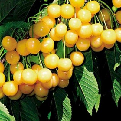 Черешня Черемашная фото