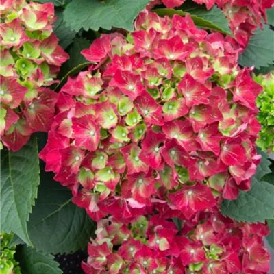 Гортензия крупнолистная Роял Ред - Dolina-Sad.Ru