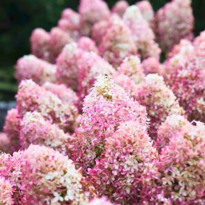 Гортензия метельчатая Роял Флауэр - Dolina-Sad.Ru