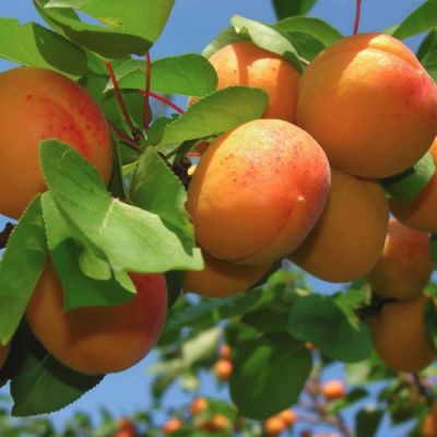 Абрикос Орловчанин Абрикос Орловчанин - Dolina-Sad.Ru