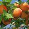 Абрикос Орловчанин Абрикос Орловчанин - Dolina-Sad.Ru