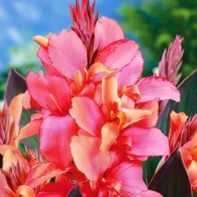 Kaннa Чeмпиoн за рубль! Kaннa Чeмпиoн за рубль! фото