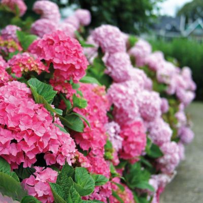 Гортензия крупнолистная Эрли Пинк Гортензия крупнолистная Эрли Пинк - Dolina-Sad.Ru