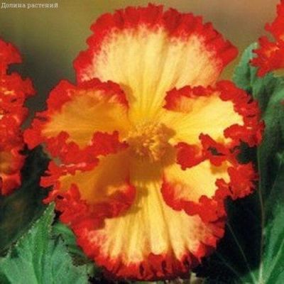 Бегония Криспа Еллоу/Ред Бегония Криспа Еллоу/Ред фото