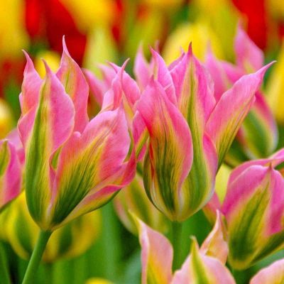 Тюльпан Виринчик Тюльпан Виринчик фото