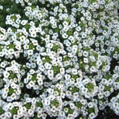 Лобулярия Снежный ковер морская Лобулярия Снежный ковер морская - Dolina-Sad.Ru