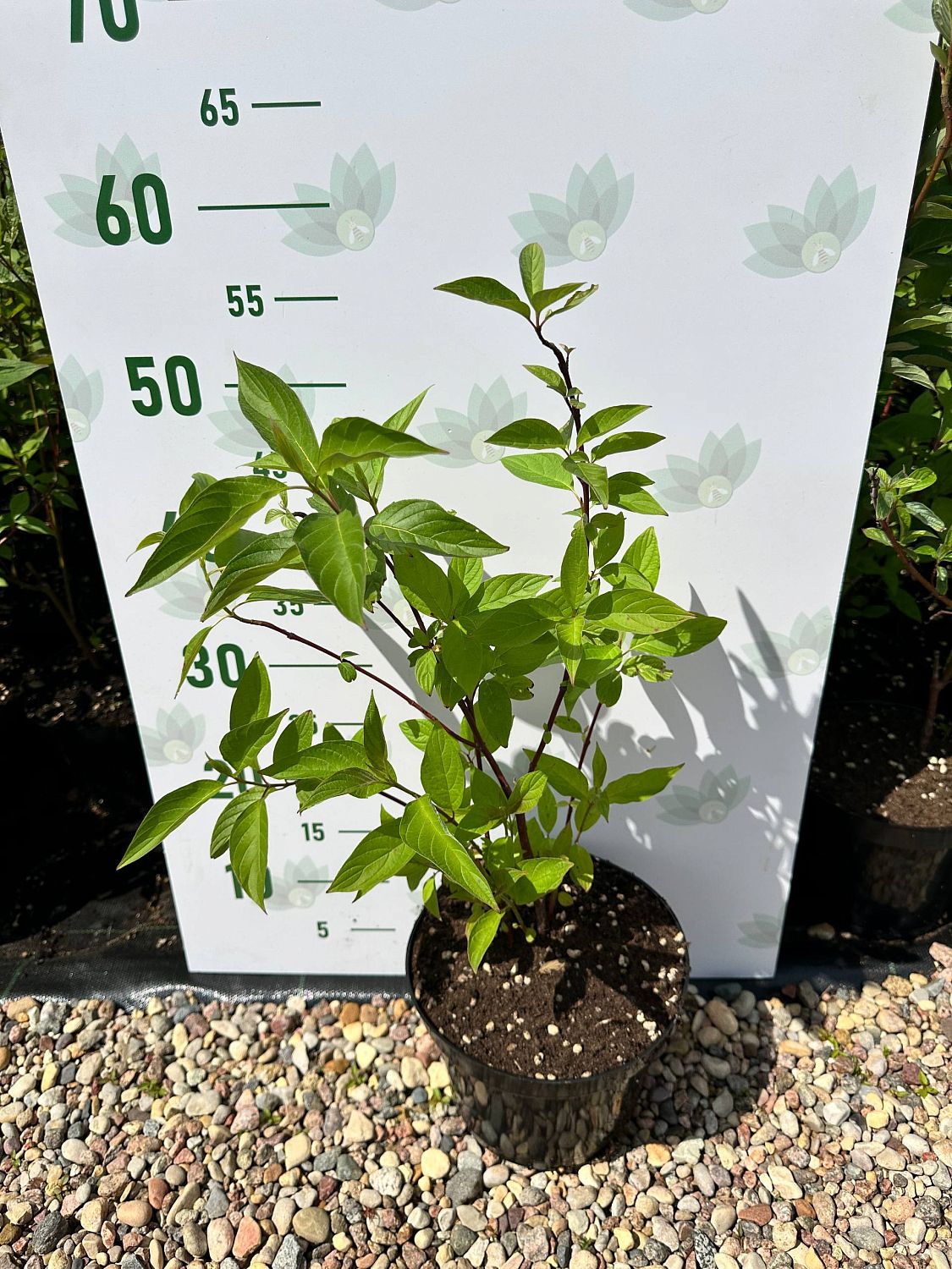 Дерен белый, С3 - Dolina-Sad.Ru