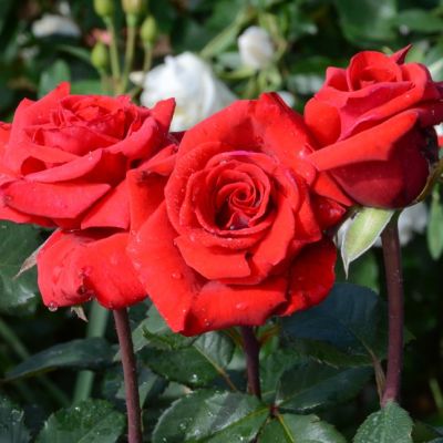 Роза Ред Берлин Роза Ред Берлин - Dolina-Sad.Ru