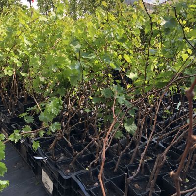 Виноград Аркадия Виноград Аркадия фото