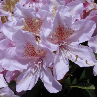 Рододендрон Каннингемс Блаш Рододендрон Каннингемс Блаш фото