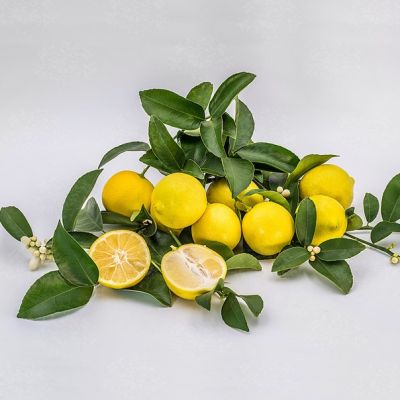 Лайм Лиметта Лайм Лиметта фото