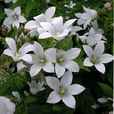 Колокольчик Вайт Пуфф - Dolina-Sad.Ru