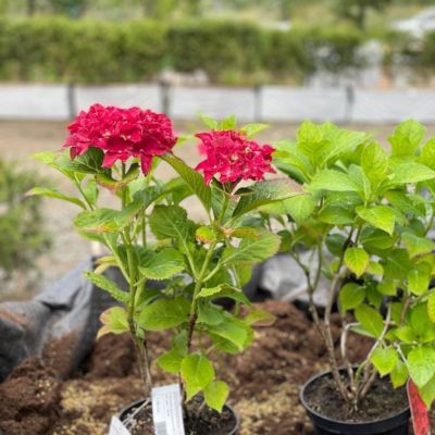 Гортензия крупнолистная Роял Ред - Dolina-Sad.Ru