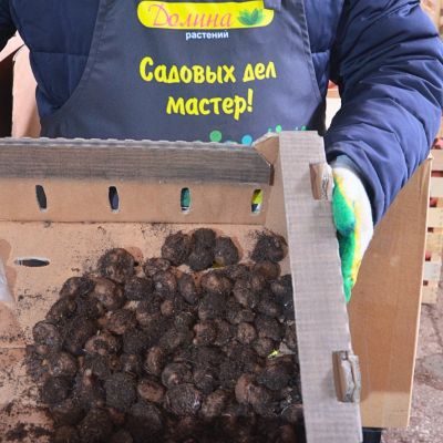 Бегония Беллекония Манго Бегония Беллекония Манго - Dolina-Sad.Ru