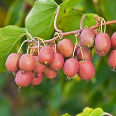 Актинидия остролистная Кенс Ред Актинидия остролистная Кенс Ред фото