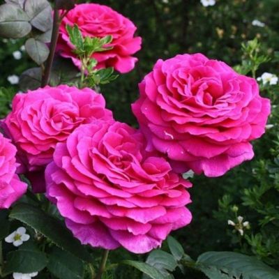 Роза Биг Перпл Роза Биг Перпл - Dolina-Sad.Ru