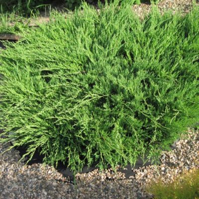 Можжевельник Андорра Компакта фото