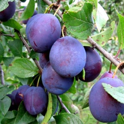 Слива Яичная Слива Яичная - Dolina-Sad.Ru