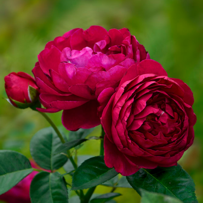 Роза Аскот Роза Аскот фото