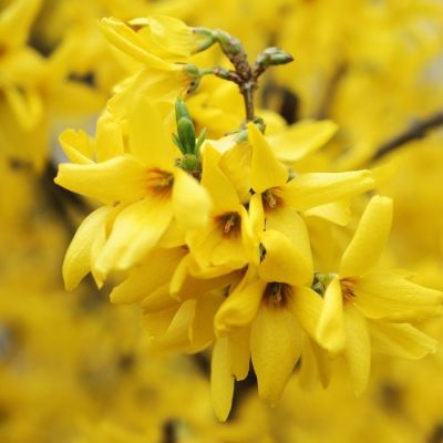 Форзиция промежуточная Гольдцаубер, С3 Форзиция промежуточная Гольдцаубер, С3 - Dolina-Sad.Ru